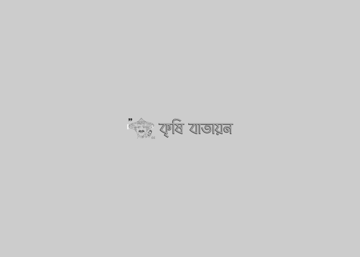 ছোলার চাষ কৌশল