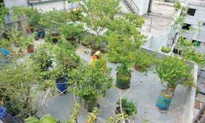 ছাদবাগান