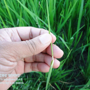 ধানের থ্রিপস